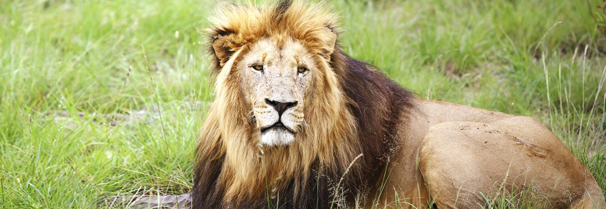 male lion laying down